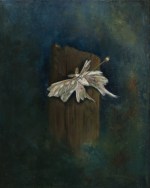 pinned moth - Kelly L Taylor